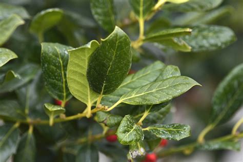 Nellie R Stevens Holly Shrubs Plant Care And Growing Guide