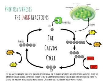 Photosynthesis - the Dark Reactions Diagram | TPT