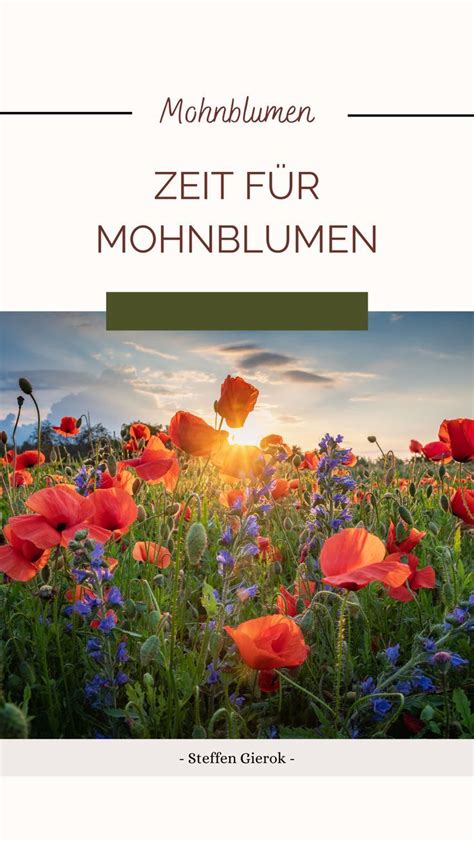 Mohnblumen Mohnblumenfelder Poppies poppy Mohnblüten Sommer