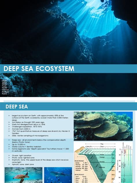 Deep Sea Ecosystem | PDF | Coral Reef | Deep Sea