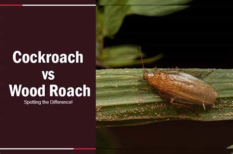 Cockroach vs Wood Roach: Spotting the Difference!