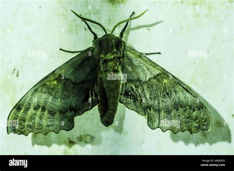 Mariposa Monarca Verde Hi Res Stock Photography And Images Alamy