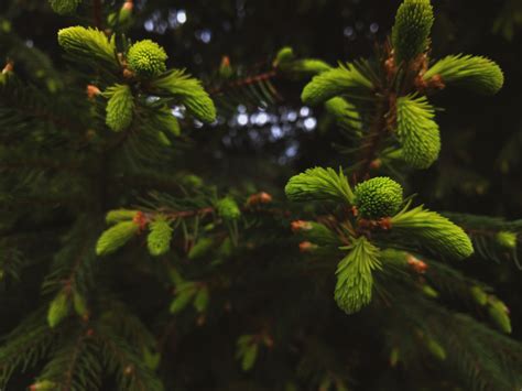 Close Up Photo of a Pine Leaves · Free Stock Photo