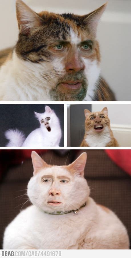 Hilarious Cage Cat Face Swap