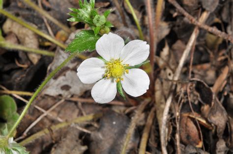 Fragaria Vesca Rosaceae Image 147383 At PhytoImages Siu Edu