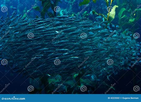 School of fish stock photo. Image of exotic, monterey - 4223502