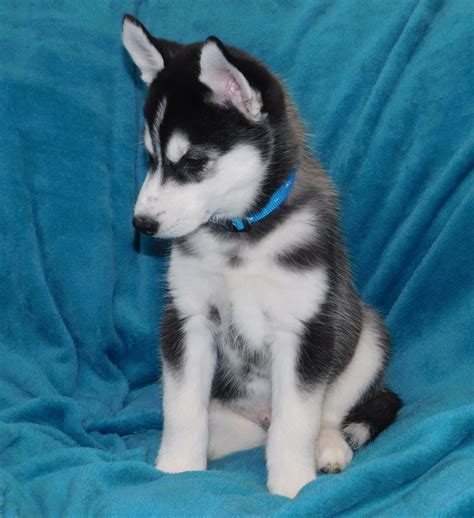 The Adventures Of Hot Rod Todd Appreciate The Adventure