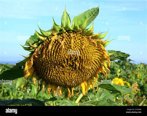 Sunflower Seed Head Sunflowers Oil Producing Plant Flower Seeds