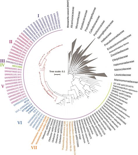 Frontiers The Phylogeny And Metabolic Potentials Of An N Alkane