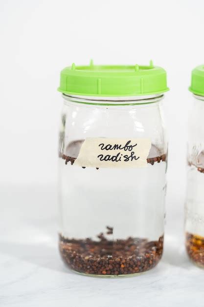 Premium Photo | Growing sprouts in a jar