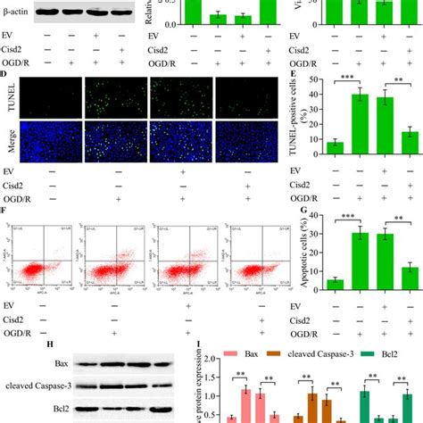 Overexpression Of Cisd Ameliorated Ogd R Induced Neuronal Apoptosis