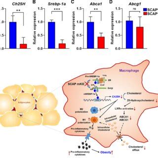 Deficiency Of Scap Regulation In Macrophages Reduces Intracellular