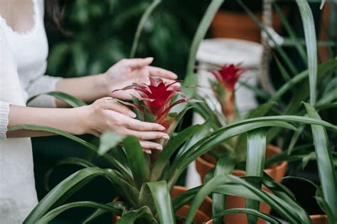 Can You Grow A Bromeliad Outdoors How To Help Yours Live And Thrive