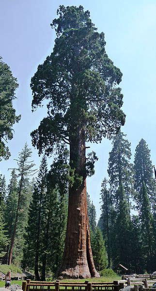 Sequoia Tree: Pictures, Photos, Images, Facts & on Sequoia Trees