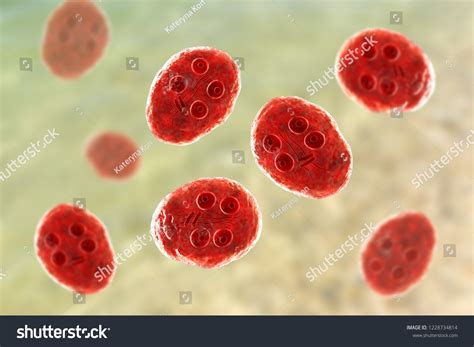 Cyst Giardia Intestinalis Protozoan Formely Known Hình Minh Họa Có Sẵn 1228734814 Shutterstock