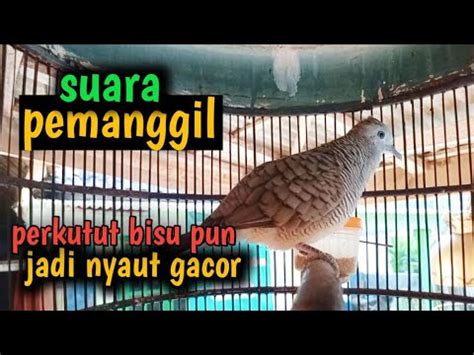 Perkutut Lokal Gacor Suara Besar Pemanggil Suara Perkutut Bisu Pin