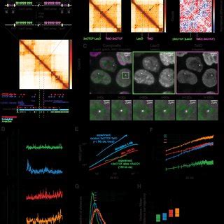 Pdf Live Cell Imaging And Physical Modeling Reveal Control Of