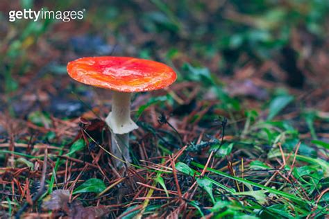 Mature Amanita Muscaria Known as the Fly Agaric or Fly Amanita 이미지