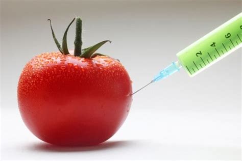 7 Need To Know Facts About Genetically Modified Foods Gmos True Activist