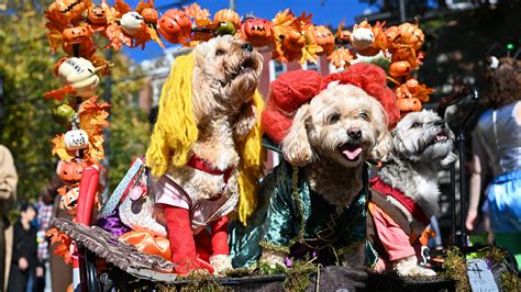 Perros Disfrazados Para Un Desfile De Halloween En Nueva York CGTN En