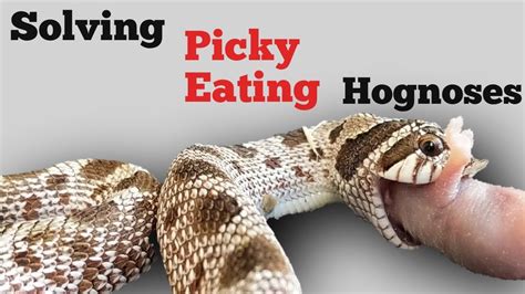 Solving Picky Eating Hognose Snakes Youtube