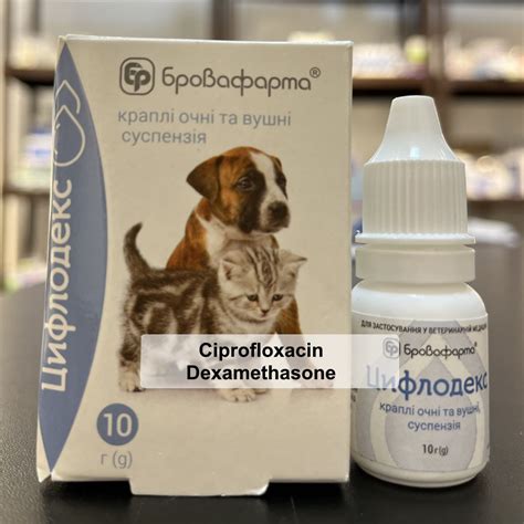 Can Dogs Use Cipro Eye Drops