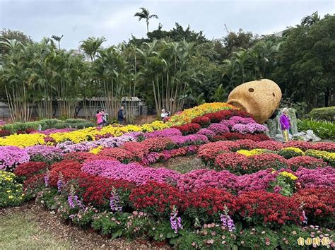 士林官邸菊展登場 20萬盆菊花妝點13特色展區 臺北市 自由時報電子報