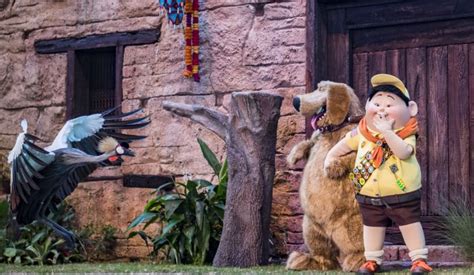 Six Wild Facts About “UP! A Great Bird Adventure” At Disney’s Animal ...