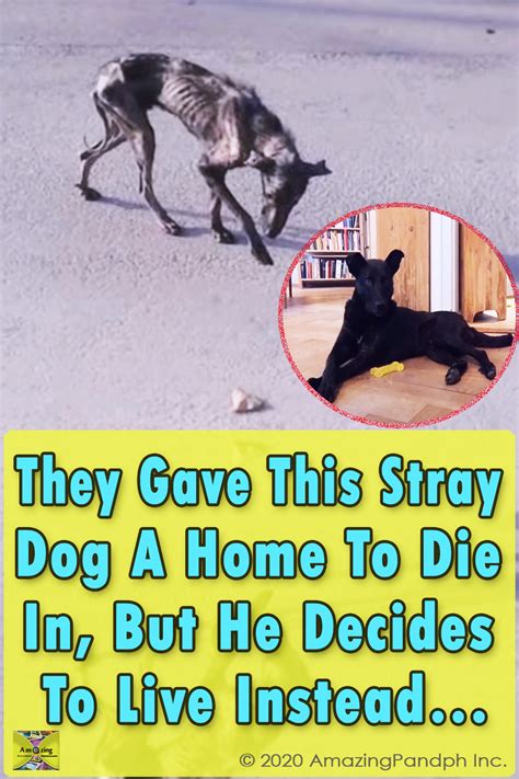 This is one of the most unbelievable rescue stories you will ever see... #StrayDog #Home #dog ...