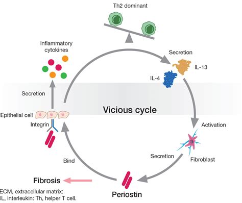 Figure 6 The Type 2 Cytokine Pathway And Integrins Mediate Induction