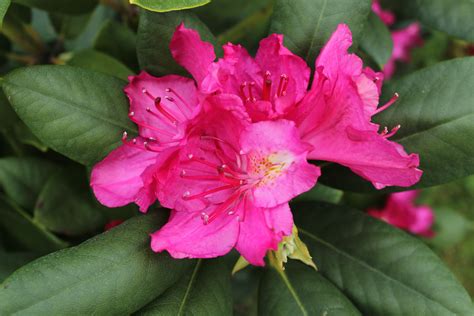 Azalea Flower Meaning & Symbolism | Bouqs Blog