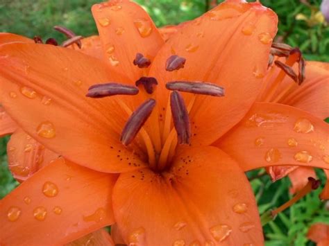 Free picture: orange flower, close