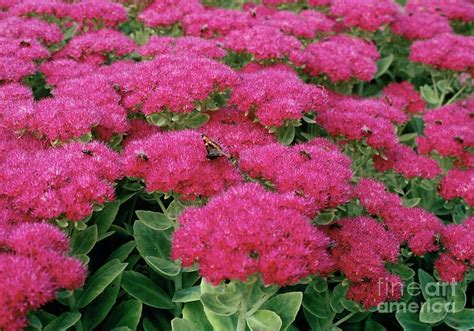 Sedum Spectabile Brilliant Photograph by Geoffrey S Chapman/science ...