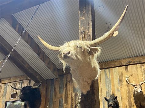 White Scottish Highlander Yee Haw Ranch Outfitters