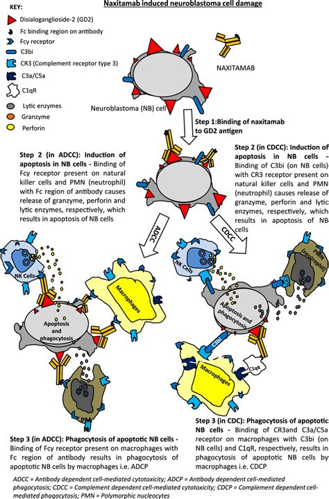 Mechanism of action of naxitamab | Download Scientific Diagram