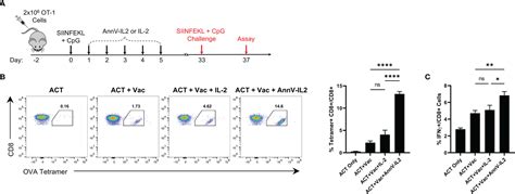 Frontiers Delivery Of Il 2 To The T Cell Surface Through