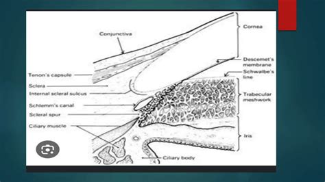 anatomy of sclera ophthalmology presentation | PPT