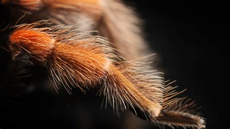 Why Are Tarantulas So Hairy Live Science