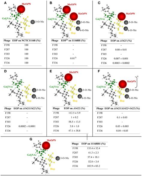 Frontiers Phase Variable Expression Of Capsular Polysaccharide