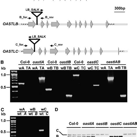 Genomic Organization Of Oastl T Dna Insertion Lines Download Scientific Diagram