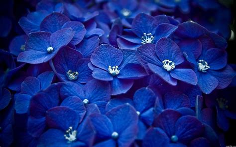 Royal Blue Flowers HD Wallpapers - Top Free Royal Blue Flowers HD ...