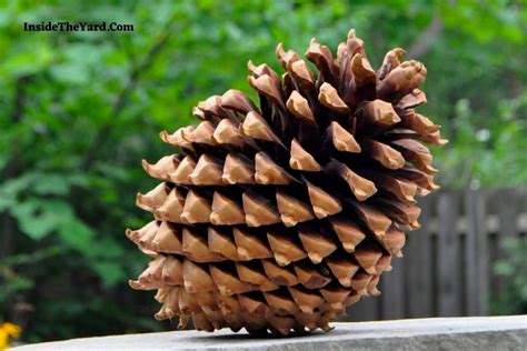 How To Pick Up Pine Cones In Yard 6 Ways For You