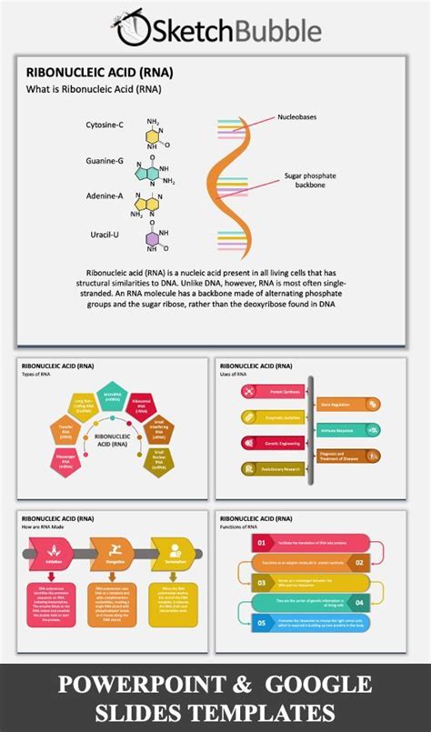 Ribonucleic Acid Rna Powerpoint Template Powerpoint Templates