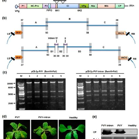 Construction Of An EGFP Tagged PVY Intron Containing Infectious CDNA