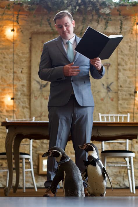 Video Captures Lavish Wedding Ceremony For Inseparable Gay Penguins The Bolton News