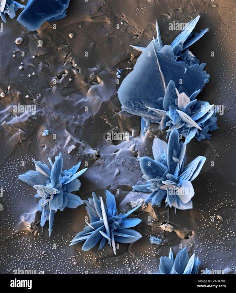 Barite crystals, coloured scanning electron micrograph (SEM). Barite ...