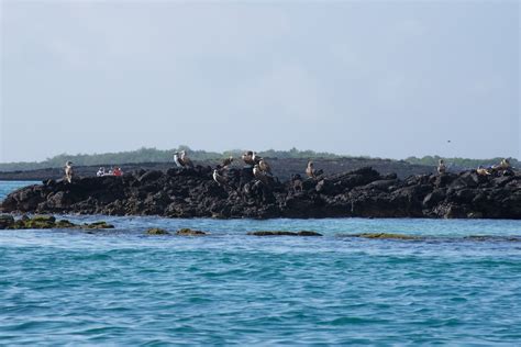 DSC4539 Blue Footed Booby Piquero Patas Azules Flickr