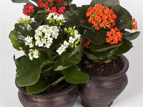 7 kwiatów: Kalanchoe pielęgnacja