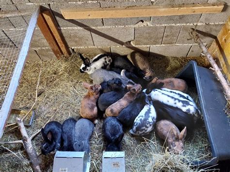 Kaninchen & Hasen kaufen - Landwirt.com