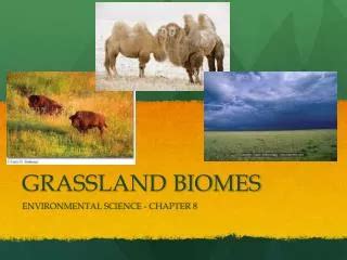 PPT - GRASSLAND BIOMES PowerPoint Presentation, free download - ID:2053298